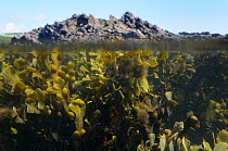 Split level view of Bladder wrack (Fucus vesiculosus) clumps buoyed up underwater by air bladders at mid tide with tufts of epiphytic filamentous brown alga (Elachista fucicola) growing on its fronds,...