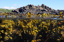 Split level view of Bladder wrack (Fucus vesiculosus) clumps buoyed up underwater by air bladders at mid tide, near Falmouth, Cornwall, UK, August.