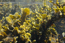 Bladder wrack (Fucus vesiculosus) clumps buoyed up underwater by air bladders at mid tide, near Falmouth, Cornwall, UK, August.