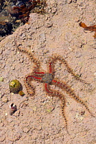 Common brittle star (Ophiothrix fragilis) moving over floor of rockpool encrusted with red algae past Flat / Purple Top shell (Gibbula umbilicalis), Rough periwinkle (Littorina saxatilis) and Thick-li...