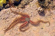 Common brittle star (Ophiothrix fragilis) moving over floor of rockpool encrusted with red algae past Common periwinkles (Littorina littorea) and Flat / Purple Top shell (Gibbula umbilicalis) low on a...