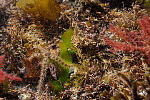 Common brittle star (Ophiothrix fragilis) well camouflaged among mix of red and green algae including Coralweed (Corallina officinalis), Harpoon weed (Asparagopsis armata) and Sea lettuce (Ulva lactuc...