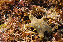 Cushion star (Asterina gibbosa) on the move over submerged rocks low on the shore among a mix of red algae including Coralweed (Corallina officinalis) and Sea horsetail (Halurus equisetifolus) submerg...