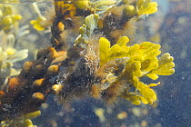 Tufts of epiphytic filamentous brown alga (Elachista fucicola) growing on fronds of Bladder wrack (Fucus vesiculosus) buoyed up at mid tide, near Falmouth, Cornwall, UK, August.
