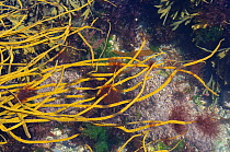 Epiphytic red alga (Ceramium sp.) tufts growing on tips of Thongweed (Himanthalia elongata) fronds just below extreme low water on a spring tide, alongside clumps of Toothed wrack (Fucus serratus) nea...