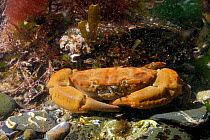 Montagu's / Furrowed crab (Lophozozymus incisus / Xantho hydrophilus) in rockpool, near Falmouth, Cornwall, UK, August.