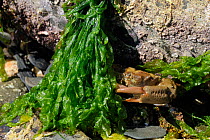 Montagu's / Furrowed crab (Lophozozymus incisus / Xantho hydrophilus) hiding behind green algae, near Falmouth, Cornwall, UK, August.