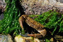 Montagu's / Furrowed crab (Lophozozymus incisus / Xantho hydrophilus) by green algae, near Falmouth, Cornwall, UK, August.