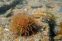 Green / Purple-tipped sea urchin (Psammechinus miliaris) in a rockpool low on the shore, near Falmouth, Cornwall, UK, August.