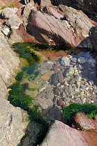 Rockpool high on a rocky shore fringed with Gutweed (Ulva intestinalis / Enteromorpha intestinalis), Wembury, Devon, UK, August.