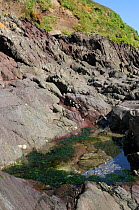 Rockpool high on a rocky shore fringed with Gutweed (Ulva intestinalis / Enteromorpha intestinalis), with grassy cliffs rising behind it, Wembury, Devon, UK, August.