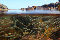 Split level view of a shoal of Atlantic herring fry (Clupea harengus) swimming in a rockpool past kelp fronds (Laminaria sp.), near Falmouth, Cornwall, UK, August.