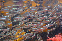 Shoal of Atlantic herring fry (Clupea harengus) swimming in a rockpool past kelp fronds and reflecting the red colour of Harpoon weed (Asparagopsis armata), near Falmouth, Cornwall, UK, August.