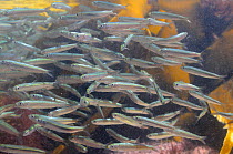Shoal of Atlantic herring fry (Clupea harengus) swimming in a rockpool past kelp fronds (Laminaria sp.), near Falmouth, Cornwall, UK, August.