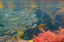 Shoal of Atlantic herring fry (Clupea harengus) swimming in a rockpool past kelp fronds and Harpoon weed (Asparagopsis armata), near Falmouth, Cornwall, UK, August.