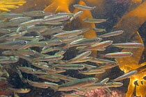 Shoal of Atlantic herring fry (Clupea harengus) swimming in a rockpool past kelp fronds, near Falmouth, Cornwall, UK, August.