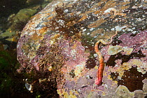 Red tube worm (Serpula vermicularis) attached to submerged rock with patches of encrusting red algae low on the shore, near Falmouth, Cornwall, UK, August.