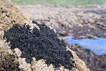 Black lichen (Lichina pygmaea) covering barnacle encrusted rocks high on the shore, Wembury, Devon, UK, August.