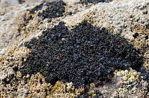 Black lichen (Lichina pygmaea) growing on rocks alongside Montagu's stellate barnacles (Chthamalaus montagui) high on the shore, Wembury, Devon, UK, August.