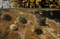 Split level view of a group of Common limpets (Patella vulgata) on the move on intertidal rocks about to be exposed by a falling tide, alongside a clump of Toothed wrack (Fucus serratus), near Falmout...