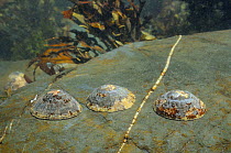 Three Common limpets (Patella vulgata) on the move on intertidal rock submerged at mid tide, Falmouth, Cornwall, UK, August.