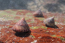 Three Painted top shells (Calliostoma zizyphinum) on submerged rocks encrusted with red algae low on the shore, Wembury, Devon, UK, August.