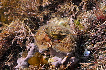 Broad-clawed porcelain crab (Porcellana platycheles) well camouflaged among Coralweed (Corallina officinalis) and encrusting red algae (Lithothamnion sp.) in a rockpool low on the shore, near Falmouth...