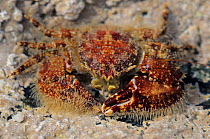 Broad-clawed porcelain crab (Porcellana platycheles) among encrusting red algae (Lithothamnion sp.) in a rockpool, near Falmouth, Cornwall, UK, August.