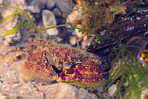 Broad-clawed porcelain crab (Porcellana platycheles) hiding in a rockpool among Mussels (Mytilus edulis) and Gutweed (Ulva / Enteromorpha intestinalis), near Falmouth, Cornwall, UK, August.