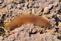 Semi-transparent Scale worm (Alentia gelatinosa) on the move over encrusting red algae (Lithothamnion sp.) in rockpool, near Falmouth, Cornwall, UK, August.
