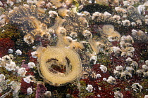 Spiral egg ribbon of a sea slug (probably Haminoea navicula) attached to a boulder in a rockpool alongside Star ascidians (Botryllus schlosseri), Bryozoans, Barnacles and Red algae low on the shore, H...