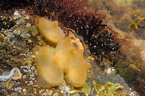 Four Sea squirts (Ascidiella scabra) attached to boulder in a rockpool alongside serpulid worm tubes, Bryozoans, Barnacles and Red algae low on the shore, Helford River, Cornwall, UK, August.