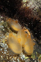 Four Sea squirts (Ascidiella scabra) attached to boulder in a rockpool alongside serpulid worm tubes, Star ascidians, Bryozoans, Barnacles and Red algae low on the shore, Helford River, Cornwall, UK,...
