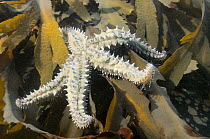 Spiny starfish (Marthasterias glacialis) among Toothed wrack (Fucus serratus) in a rockpool low on the shore, near Falmouth, Cornwall, UK, August.