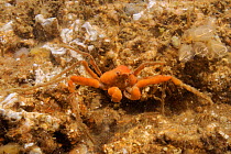 Sponge spider crab (Inachus sp.) covered in red sponge in a rockpool low on th shore alongside a group of Light bulb sea squirts (Clavellina lepadiformis), Helford River, Cornwall, UK, August.