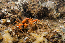 Sponge spider crab (Inachus sp.) covered in red sponge in a low shore rockpool alongside other sponges and some Light bulb sea squirts (Clavellina lepadiformis), Helford River, Cornwall, UK, August.