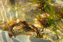 Head on view of Squat lobster (Galathea squamifera) in a rockpool low on the shore among mix of red, green and brown algae, near Falmouth, Cornwall, UK, August.