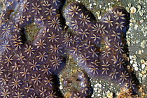 Star ascidian colony (Botryllus schlosseri) growing on rock exposed on a low spring tide, near Falmouth, Cornwall, UK, August.
