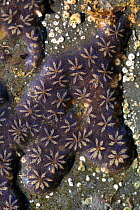 Star ascidian colony (Botryllus schlosseri) growing on rock exposed on a low spring tide, near Falmouth, Cornwall, UK, August.