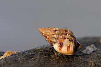 Thick-lipped dog whelk (Nassarius incrassatus) exposed on a low spring tide crawling on rocks, near Falmouth, Cornwall, UK, August.