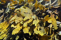 Toothed / Serrated wrack (Fucus serratus) submerged at mid tide, near Falmouth, Cornwall, UK, August.