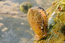 Variegated scallop (Chlamys varia) filter feeding with its valves partly open while attached to a boulder in a rockpool low on the shore, with a Common limpet (Patella vulgata) in the background, near...