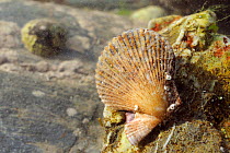 Variegated scallop (Chlamys varia) attached to a boulder in a rockpool low on the shore, with a Common limpet (Patella vulgata) in the background, near Falmouth, Cornwall, UK, August.