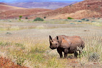 Black rhino bull (Diceros bicornis), Kunene region, Namibia, May 2009