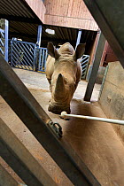 White rhino (Ceratotherium simum) at Colchester Zoo is trained to respond to a target, for a special research project on rhino feet by Royal Veterinary College Professor John Hutchinson, May 2012. Edi...