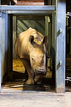 White rhino (Ceratotherium simum) at Colchester Zoo is trained to walk over a mat with 4,000 sensors to collect data for a special research project on rhino feet by Royal Veterinary College Professor...