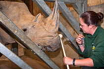 White rhino (Ceratotherium simum) undergoing target traing with Jo Roe of Colchester Zoo, for a special research project on rhino feet by Royal Veterinary College Professor John Hutchinson, May 2012....