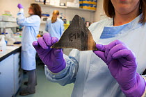 Black rhino horn, (Diceros bicornis) from a female called Etna, that died naturally in captivity at Port Lympne zoo in the UK, which will be used forcollecting DNA samples for research into population...