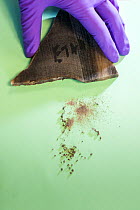 Black rhino horn, (Diceros bicornis) from a female called Etna that died naturally in captivity at Port Lympne zoo in the UK, is drilled to collect DNA samples for research into population genetics an...