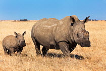 Dehorned white rhino (Ceratotherium simum) with calf on rhino farm, Klerksdorp, North West Province, South Africa, June 2012